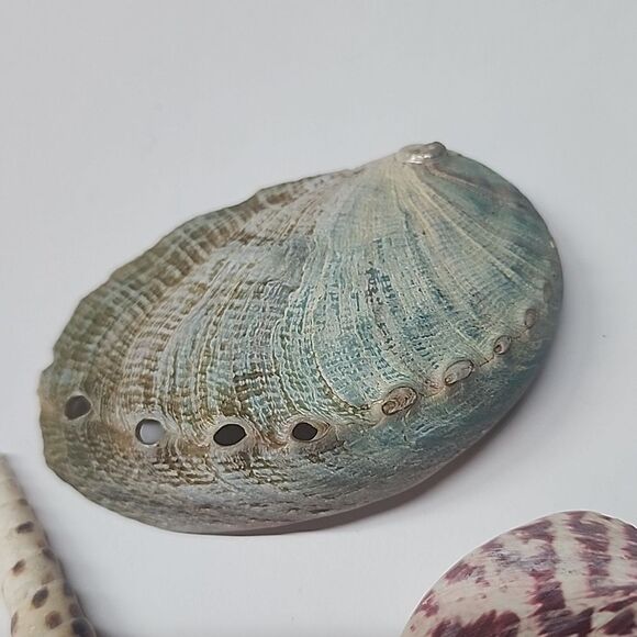 Unique Seashells Lot of 3 - Picture 5 of 7